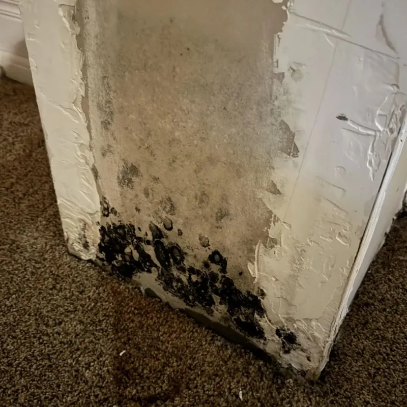 Professional Mold Removal in Warren, OH